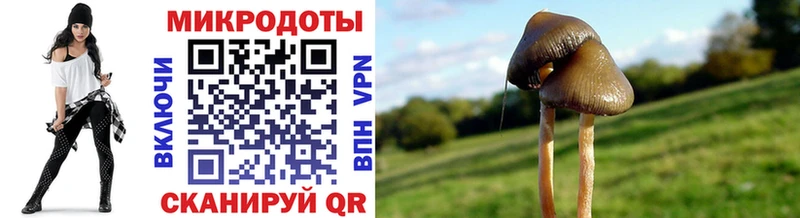 где купить наркоту  Черноголовка  Псилоцибиновые грибы мицелий 